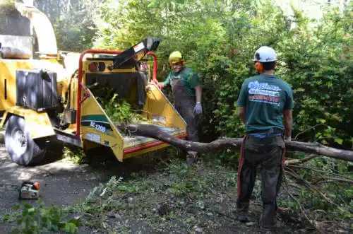 tree services Rehobeth